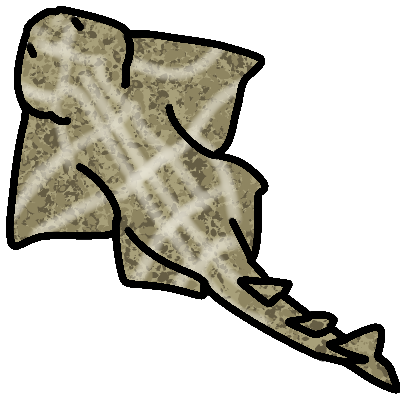 An angel shark viewed from above.
